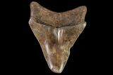 Juvenile Megalodon Tooth - North Carolina #111638-1